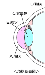 角膜断面図