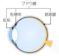 ぶどう膜炎とは　目の仕組み