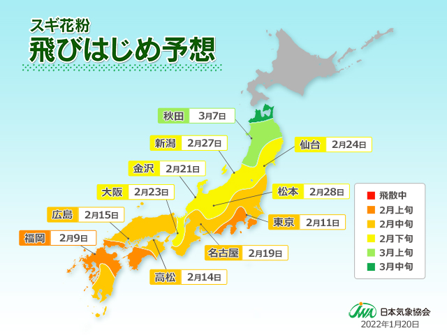 スギ花粉　2022予想　アレルギー